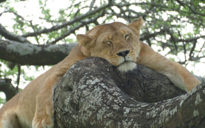 3 Days Safari Serengeti & Ngorongoro Crater