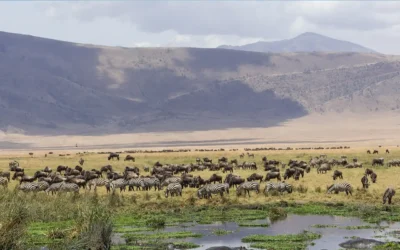 Serengeti National Park 3 Days Fly-in Serengeti, Ngorongoro Safari