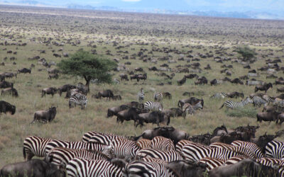 4 Days Ndutu Migration Safari Calving Season