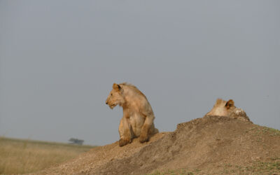 4 Days Serengeti Tanzania Safaris