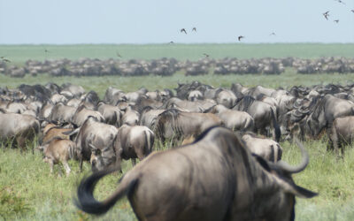 Serengeti National Park 5 Days Great Migration Fly in from Zanzibar