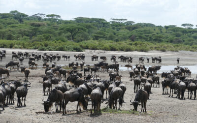 5 Day Ndutu Calving Season Safari