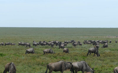 5 Days Serengeti Experience Budget