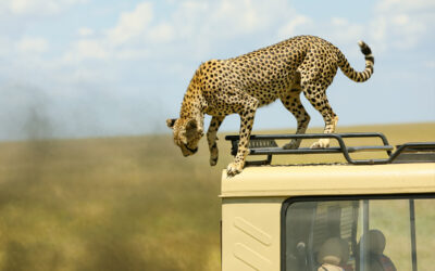 6-Day Safari with Night Game Drive Tanzania
