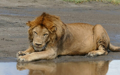 Serengeti National Park 6 Days Tanzania Vacation Tour Package