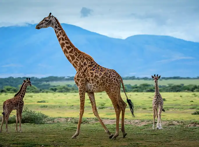 Best Route To Climb Kilimanjaro Best Route To Climb Kilimanjaro Sia Yangu Safari
