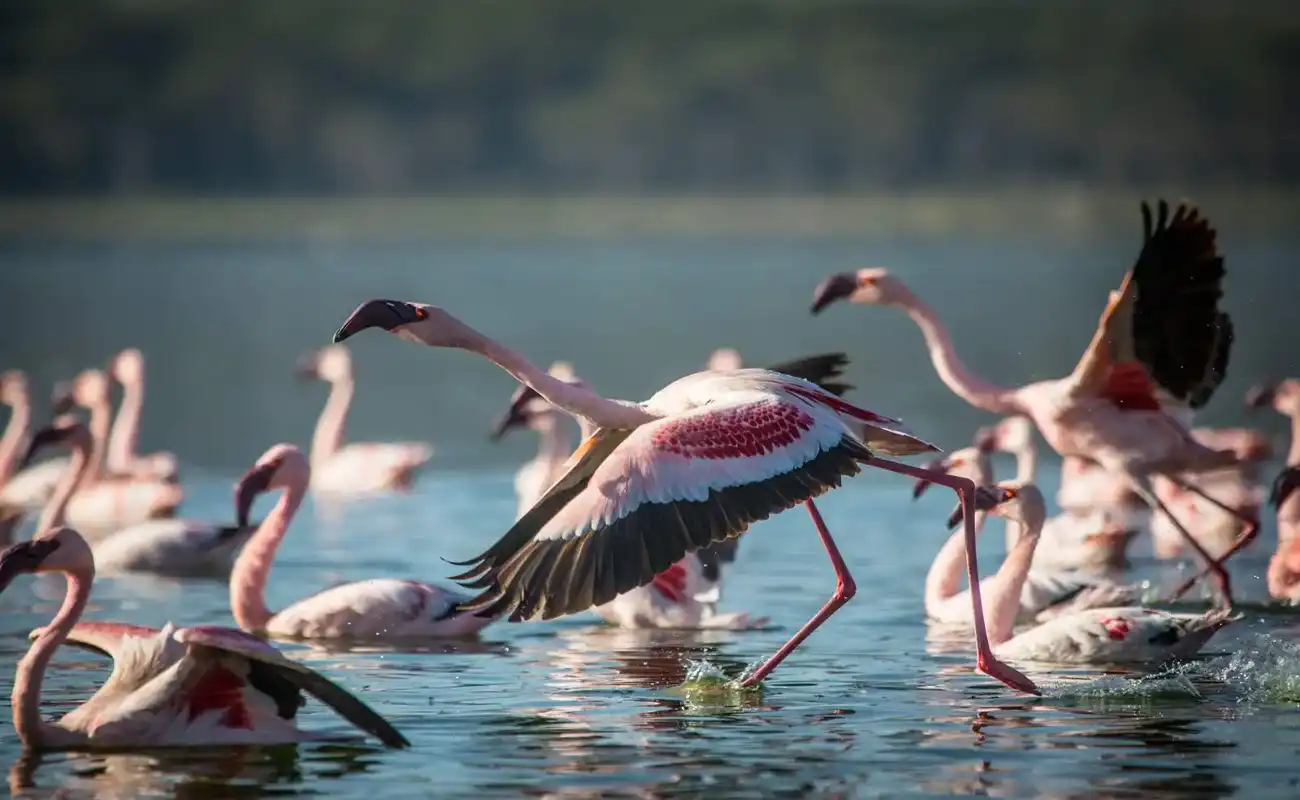 Lake Manyara National Park Things to do in lake manyara national park