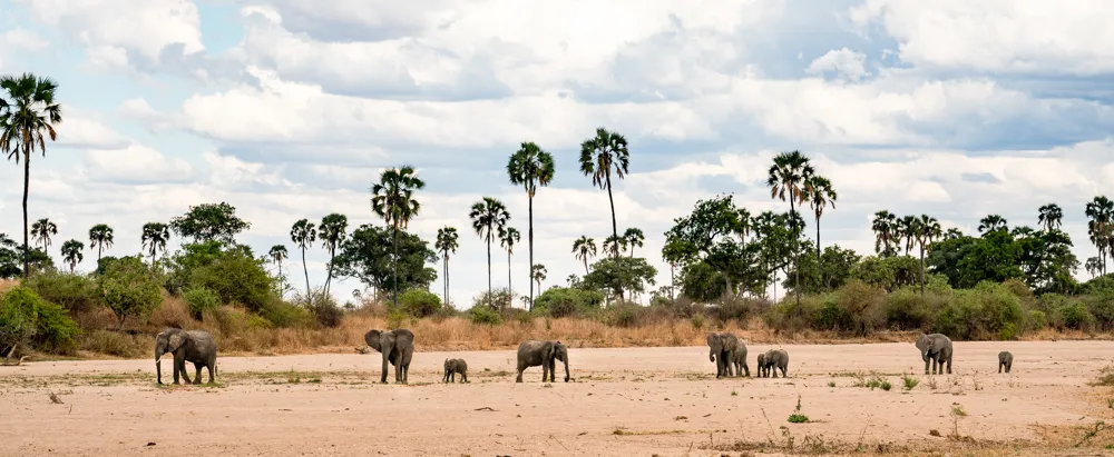 10 Public Campsites to Stay on a Tanzania Safari Top Public Campsites in Ruaha National Park