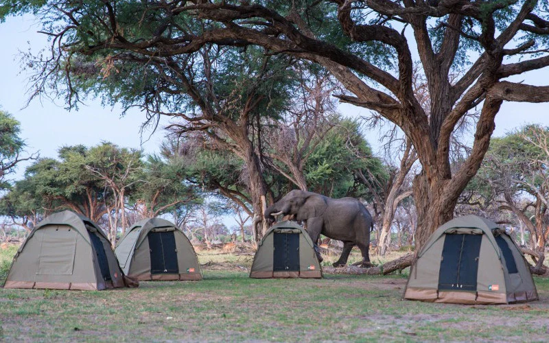 10 Public Campsites to Stay on a Tanzania Safari Top Public Campsites in Tarangire National Park