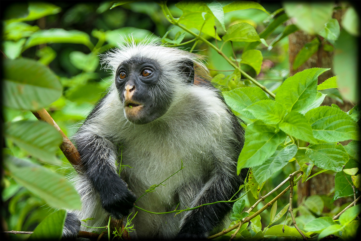 Training for Kilimanjaro: How to Prepare for a Successful Summit Arusha National Park