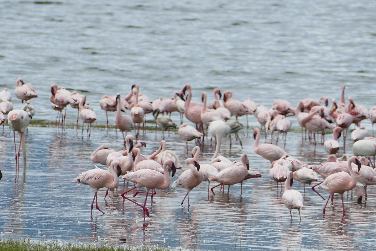 Training for Kilimanjaro: How to Prepare for a Successful Summit Lake Manyara National Park