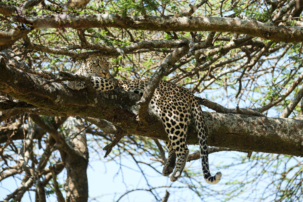 Why October is the Perfect Time for a Tanzania Safari Adventure Serengeti National Park