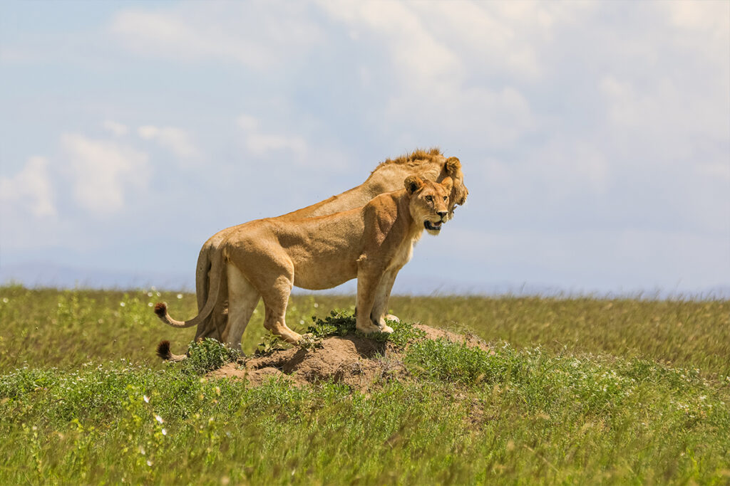 Why October is the Perfect Time for a Tanzania Safari Adventure Tanzania Safari