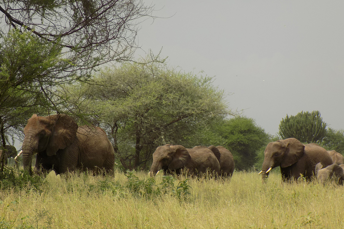 Training for Kilimanjaro: How to Prepare for a Successful Summit Tarangire National Park