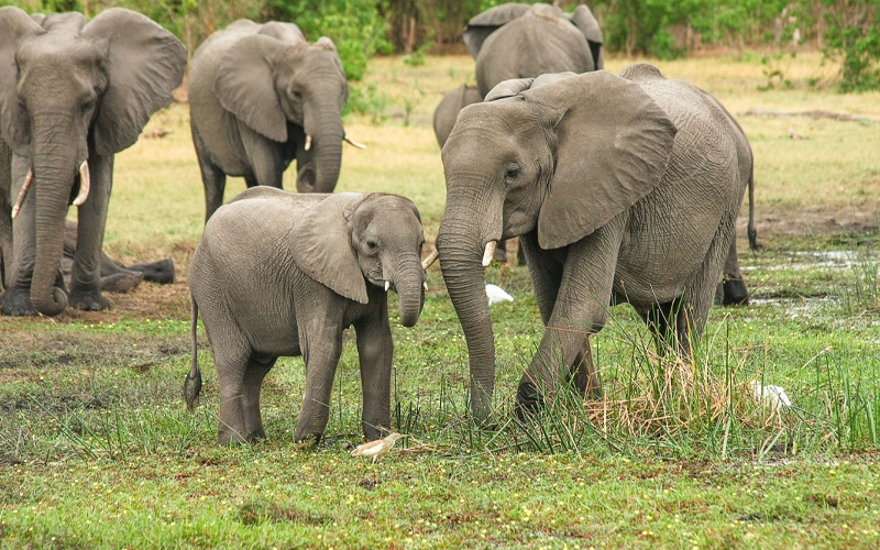Family-Friendly Safaris in Tanzania: Top Picks for 2025 Family-Friendly Safaris in Tanzania: Top Picks for 2025
