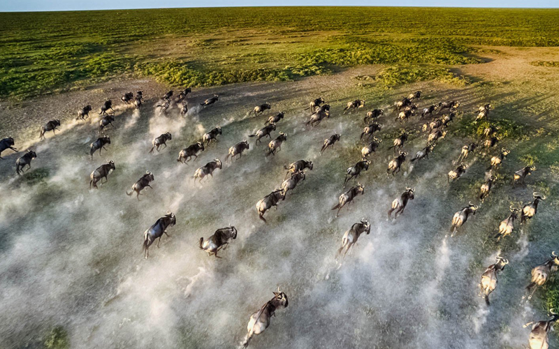 Serengeti 2025: What to Expect During the Great Migration