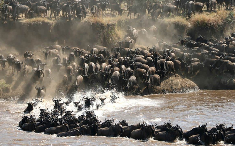 The Serengeti’s Great Migration: Best Viewing Spots in 2025