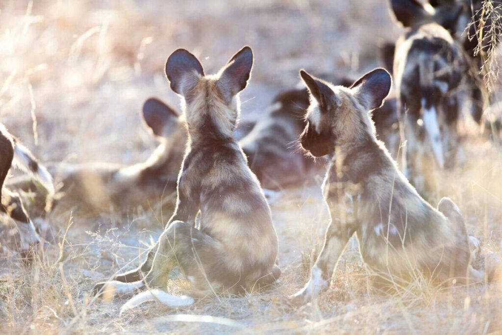 Beyond the Big Five: Rare Animals You Can Spot in Tanzania Sia Yangu Safari