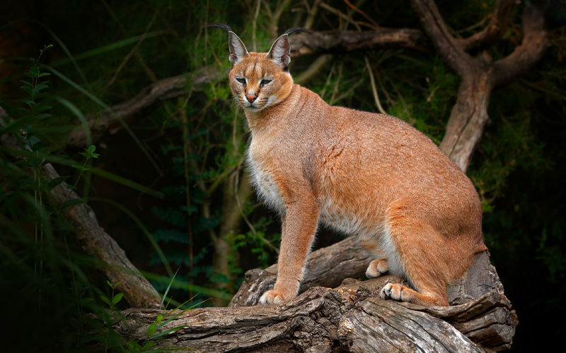 Beyond the Big Five: Rare Animals You Can Spot in Tanzania Beyond the Big Five: Rare Animals You Can Spot in Tanzania