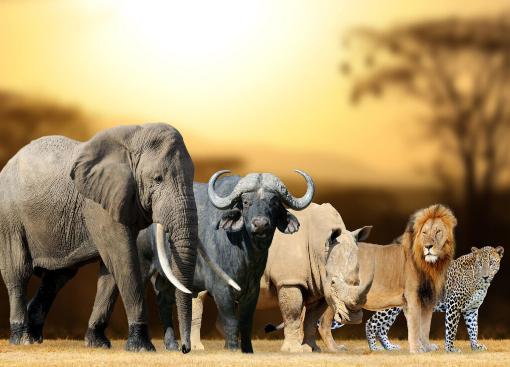 Big Five Safari Tanzania Sia Yangu Safari