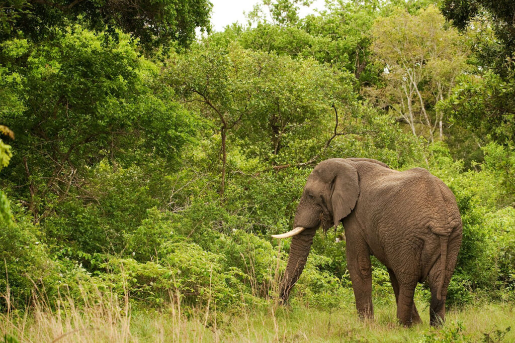 Elephant Walks in Tarangire: A Walking Safari Like No Other Sia Yangu Safari