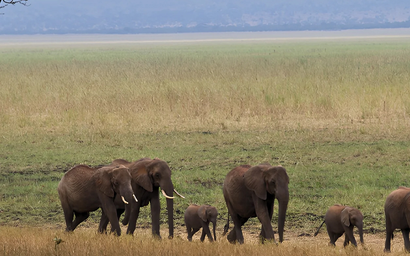 Elephant Walks in Tarangire: A Walking Safari Like No Other