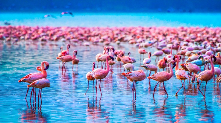 Flamingos At Lake Manyara: A Pink Paradise For Bird Lovers Sia Yangu Safari