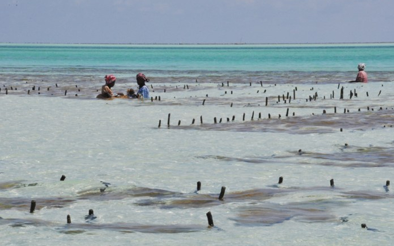 How Zanzibar’s Beaches Are Changing After Climate Action How Zanzibar’s Beaches Are Changing After Climate Action