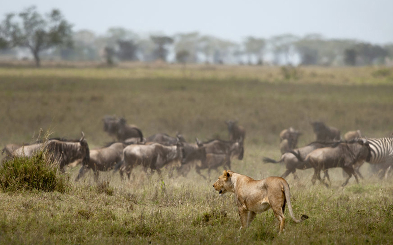 New Tanzania Safari Adventures: What’s Trending in 2025 New Tanzania Safari Adventures: What’s Trending in 2025