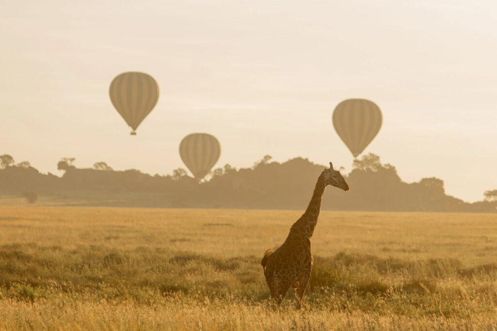 New Tanzania Safari Adventures: What’s Trending in 2025 Sia Yangu Safari