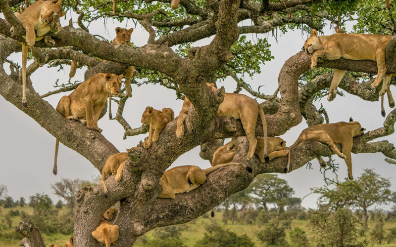 New Tanzania Safari Adventures: What’s Trending in 2025 New Tanzania Safari Adventures: What’s Trending in 2025