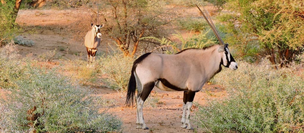 Remote Tanzania Safari Camps: Escape The Crowds Sia Yangu Safari