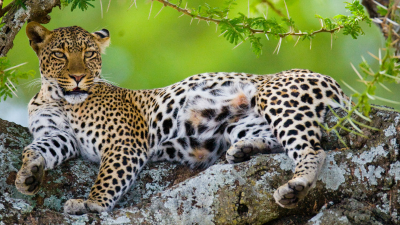 Tanzania Leopard Sightings: Top Spots For Elusive Cats Sia Yangu Safari