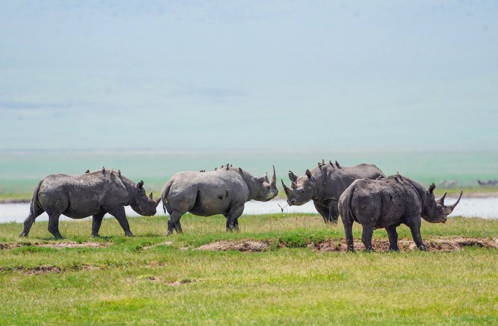 Tanzania Rhino Safari: Tracking Rare Rhinos In Ngorongoro Sia Yangu Safari