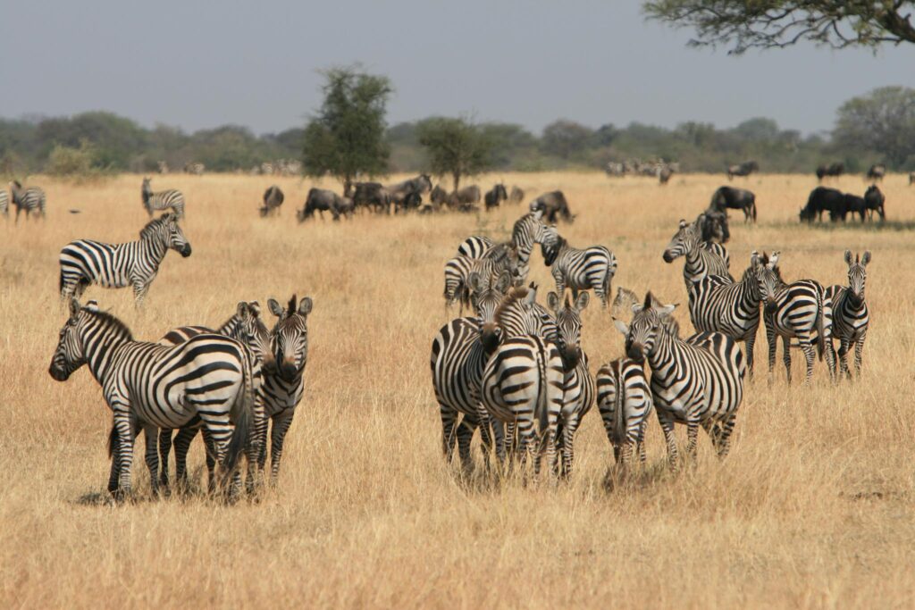 Tanzania Safari: The Ultimate Guide To An Unforgettable Adventure Sia Yangu Safari