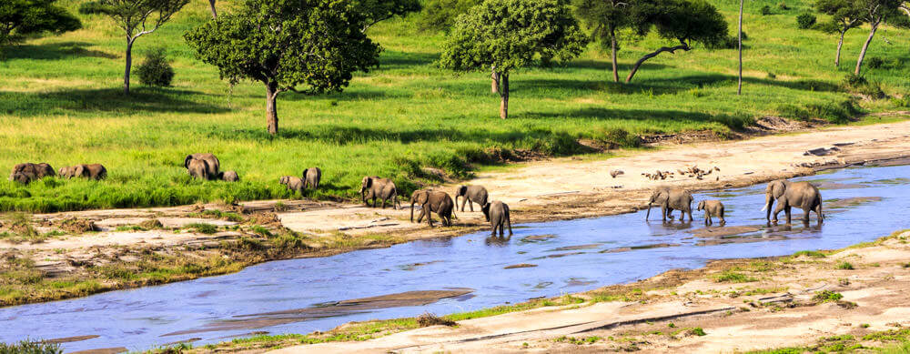 Tanzania Safari Vaccinations: Stay Safe On Your Trip Sia Yangu Safari