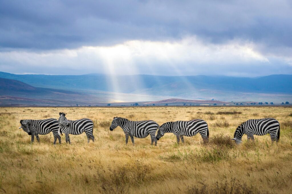 About Sia Yangu Safari