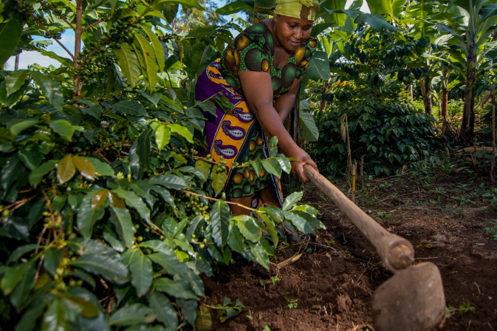 Tanzania’s Coffee Farms: See How Your Coffee is Made