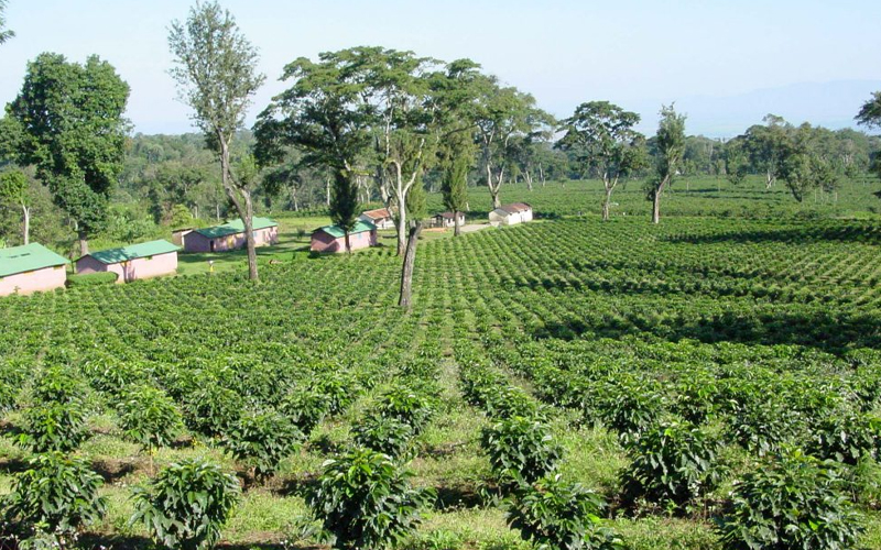 Tanzania’s Coffee Farms: See How Your Coffee is Made