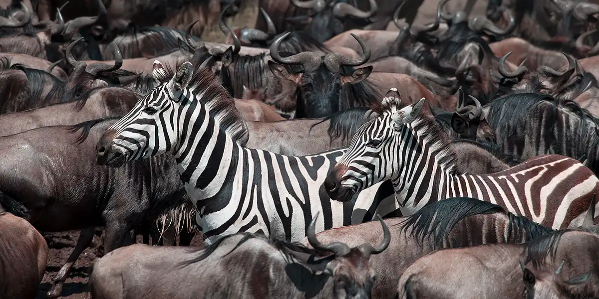 Serengeti Migration Safari Serengeti Migration Safari