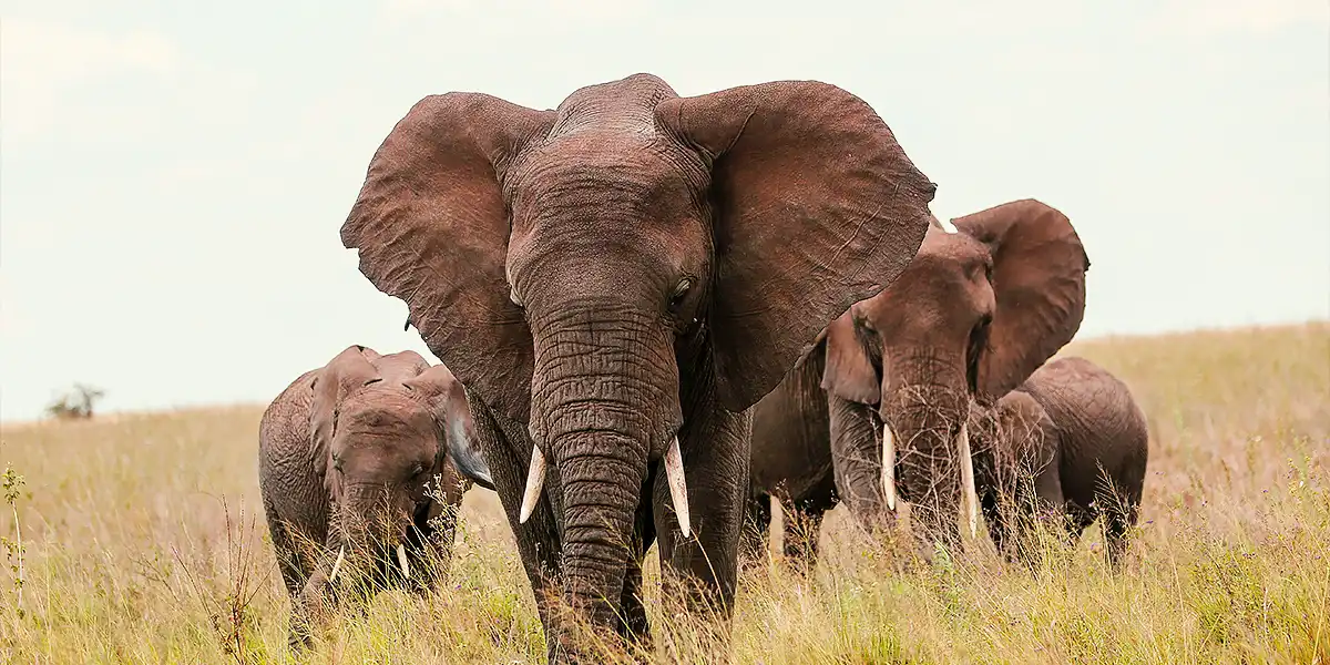 The Serengeti is home to the Big Five The Serengeti is home to the Big Five