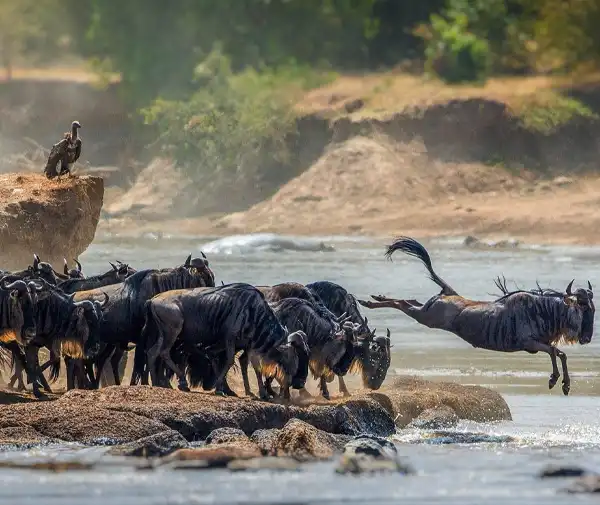 Why Choose Tanzania for a Safari Why Choose Tanzania for a Safari