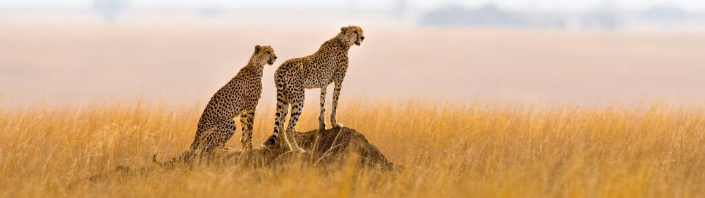 Best Time To Reserve Your 2026 Tanzania Safari: A Seasonal Guide Sia Yangu Safari
