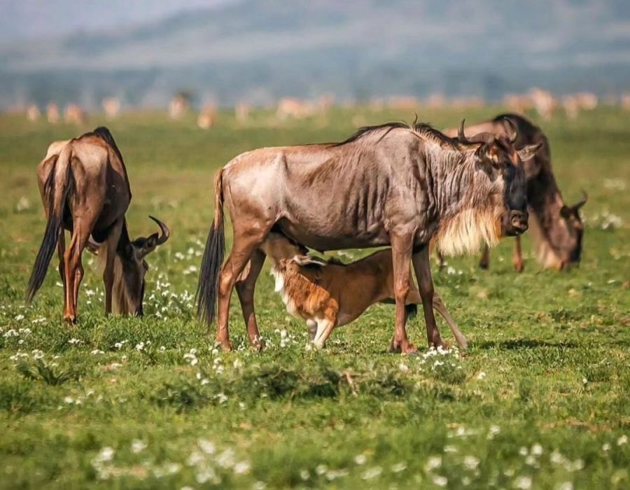 Calving Season Safari When To Book For African Wildlife Action Calving Season Safari When To Book For African Wildlife Action Sia Yangu Safari