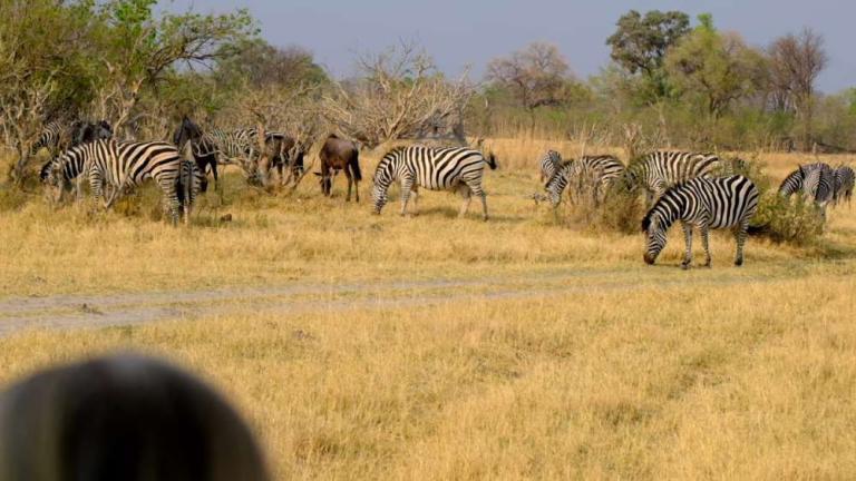 How Far In Advance Should You Book A Tanzania Safari Sia Yangu Safari